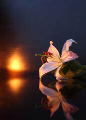 Elegant Stargazer Lily on shining table with reflection of setting sun in background Picture